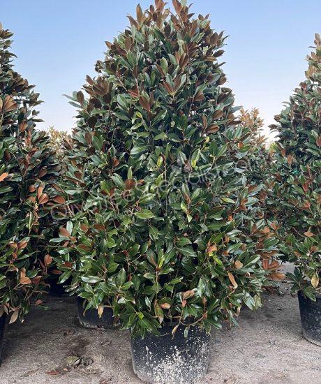 Magnolia grandiflora 'Gallisoniensis' - Evergreen tulip tree