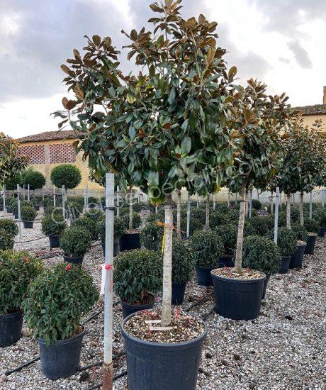 1/2 stem Magnolia grandiflora 'Goliath' - Evergreen tulip tree