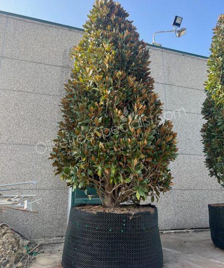 Magnolia grandiflora 'Gallisoniensis' - Evergreen tulip tree