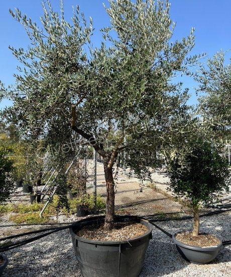 Tuscan Olive Tree Olea europaea