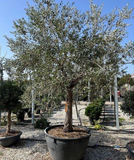 Tuscan Olive Tree Olea europaea