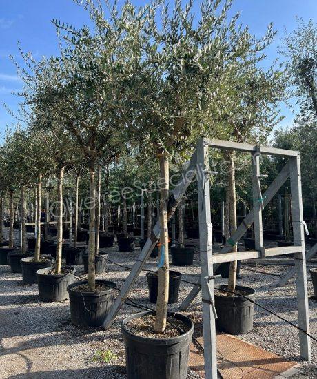 Tuscan Olive Tree Olea europaea