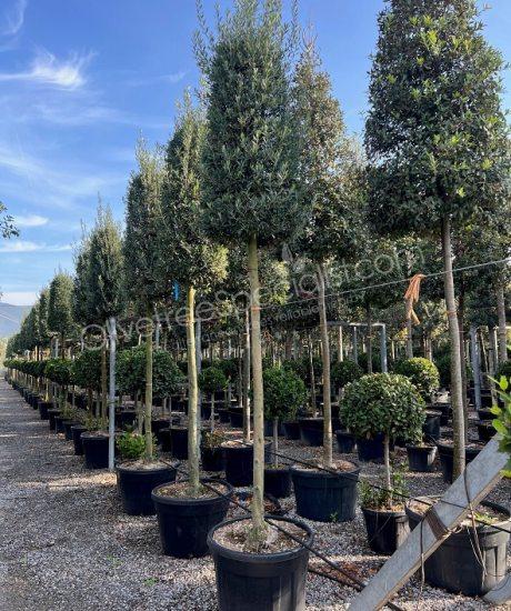 Tuscan Olive Tree Olea europaea