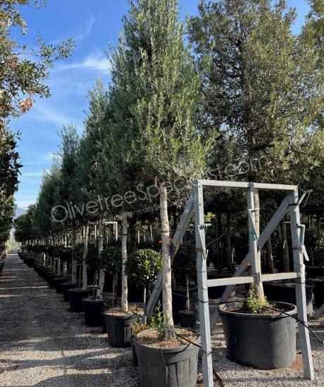 Tuscan Olive Tree Olea europaea