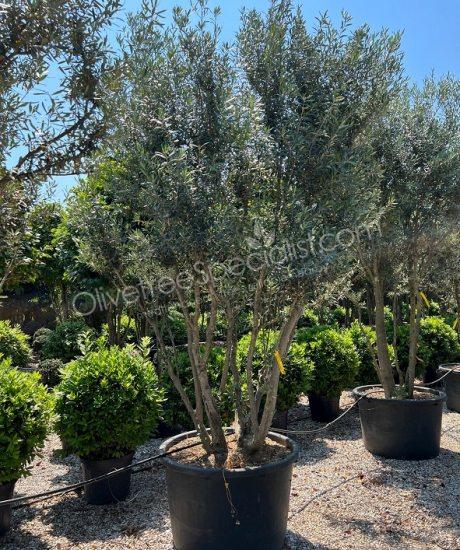 Olive tree multi trunk Olea europaea