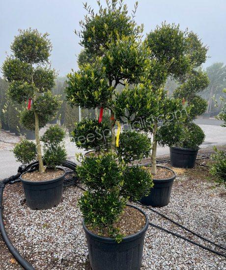 Olive tree pom pom olea europaea