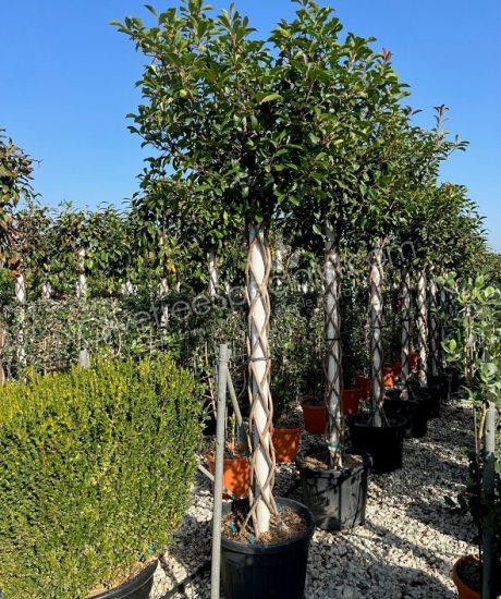 Photinia fraseri 'Red Robin' - Photinia