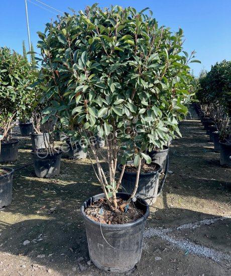 Multi stemmed Photinia fraseri 'Red Robin' - Red tip photinia