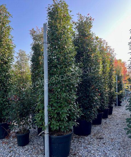 Columnar Photinia fraseri 'Red Robin' - Red tip photinia