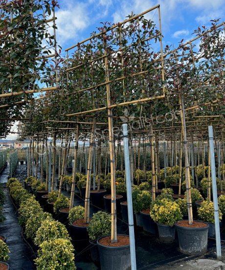 Pleached Photinia fraseri 'Red Robin' - Photinia