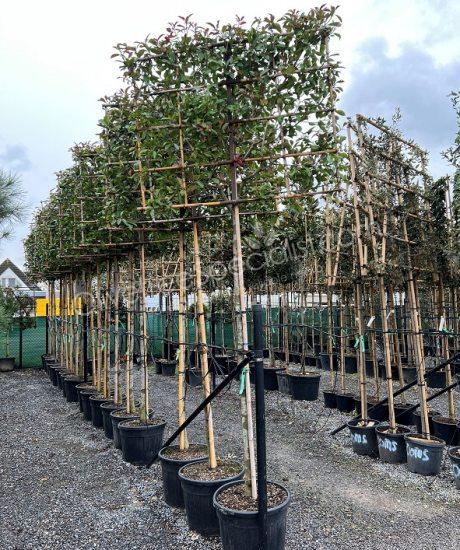 Pleached Photinia fraseri 'Red Robin' - Photinia