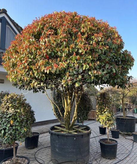 Multi stemmed Photinia fraseri 'Red Robin' - Red tip photinia