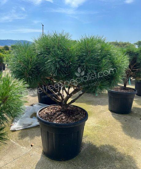 Pinus brevifolia - Ball shape pine