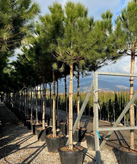 Pinus pinea - Stone pine