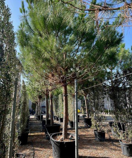 Pinus pinea - Stone pine