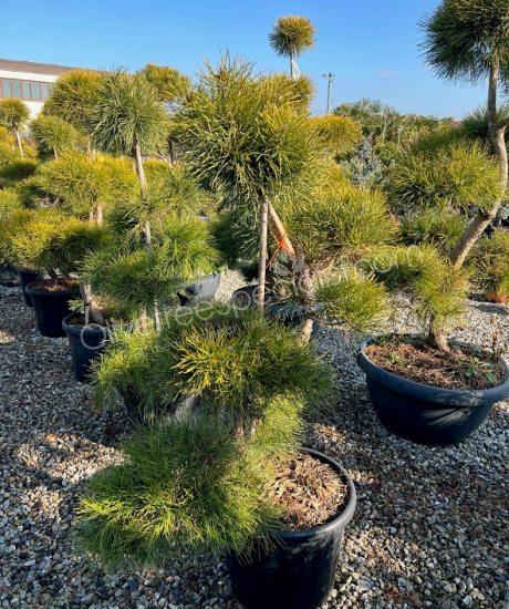 Pinus sylvestris Bonsai