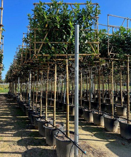 laurel pleached tree