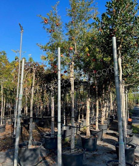 Pomegranate tree 'Forma Toscana' - Punica granatum