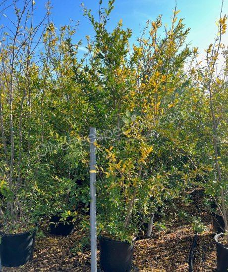 Pomegranate tree - Punica granatum