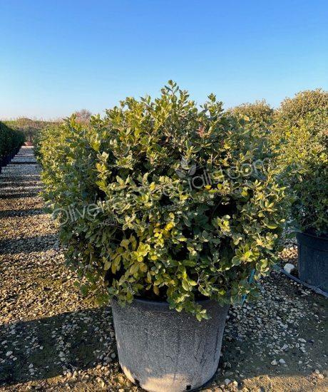 Holm oak ball shape Quercus ilex