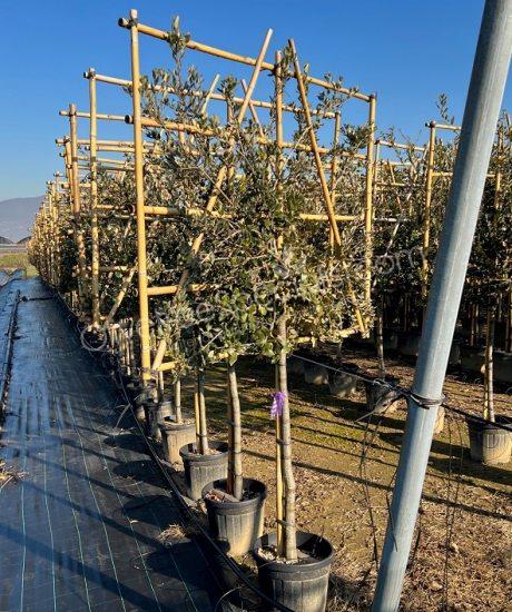 Quercus ilex Holm oak buy