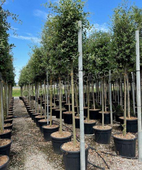Quercus ilex - Holm oak cylinder crown