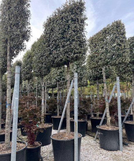 Buy a Quercus ilex Pleached Holm oak