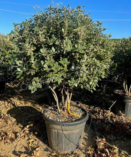 Holm oak Multi-stemmed quercus ilex