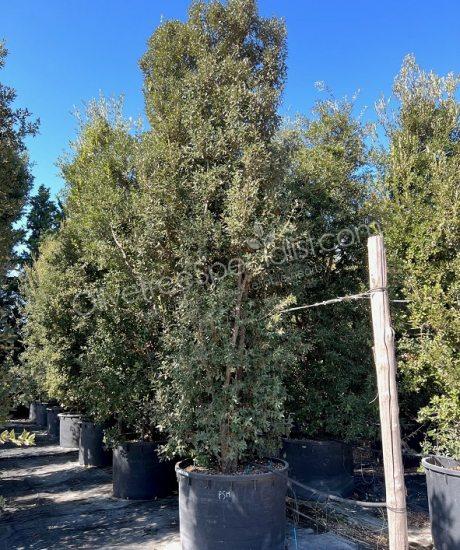 Holm oak bush form Quercus Ilex