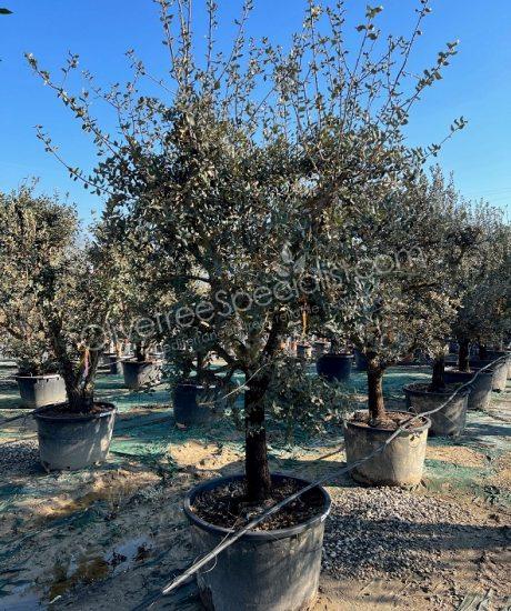 Quercus ilex - 'Tartufo' - Holm oak