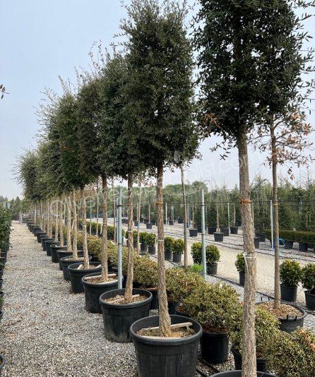 Cork oak High stem quercus suber