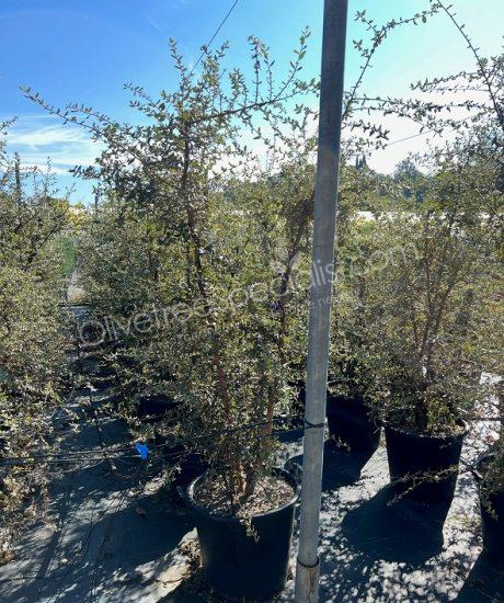 Cork oak multi-stemmed quercus