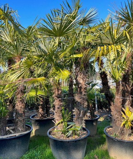 Trachycarpus fortunei - Chinese fan palm - Multi-stemmed