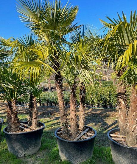 Trachycarpus fortunei - Chinese fan palm - Multi-stemmed