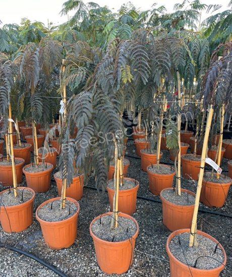 Buy a Albizia julibrissin 'Chocolate Fountain' - Persian silk tree