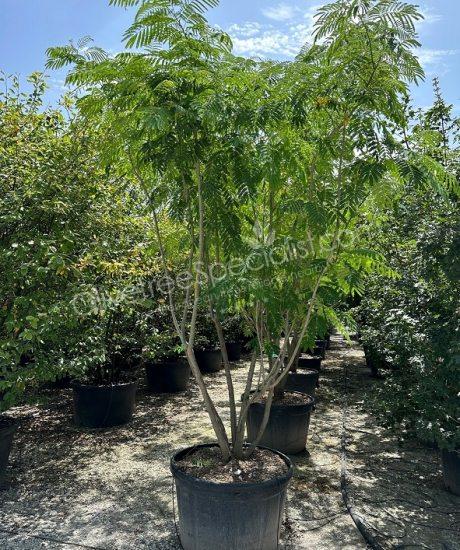 Buy a Multi-stemmed Albizia julibrissin 'Ombrella' - Persian silk tree