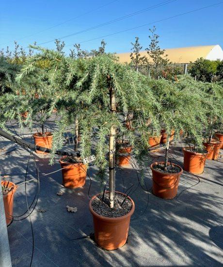 Cedrus atlantica 1/2 stem
