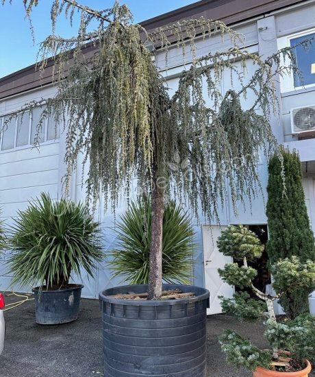 Cedrus atlantica high stem