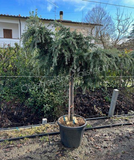 1/2 stem weeping cedar 