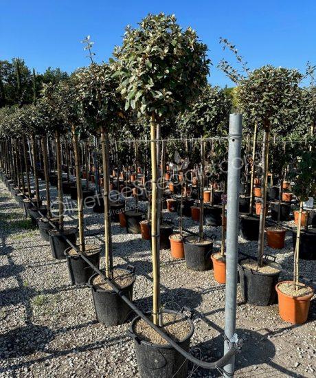 3/4 stem Elaeagnus ebbingei - Silverberry