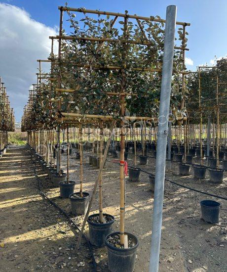 Pleached Elaeagnus ebbingei - Silverberry