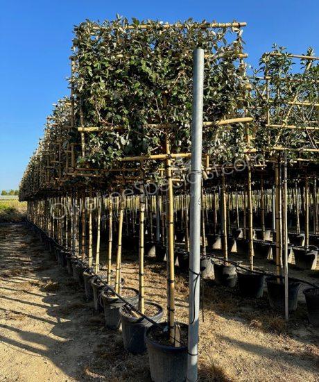 Pleached Elaeagnus ebbingei - Silverberry