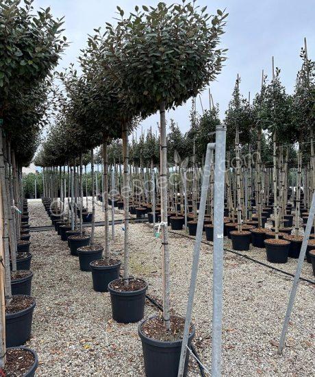 high stem Elaeagnus ebbingei - Silverberry