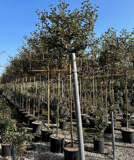Pleached Elaeagnus ebbingei - Silverberry