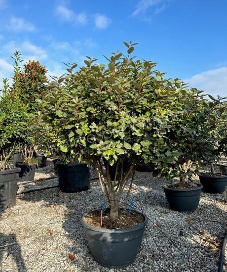Multi-stemmed Elaeagnus ebbingei - Silverberry