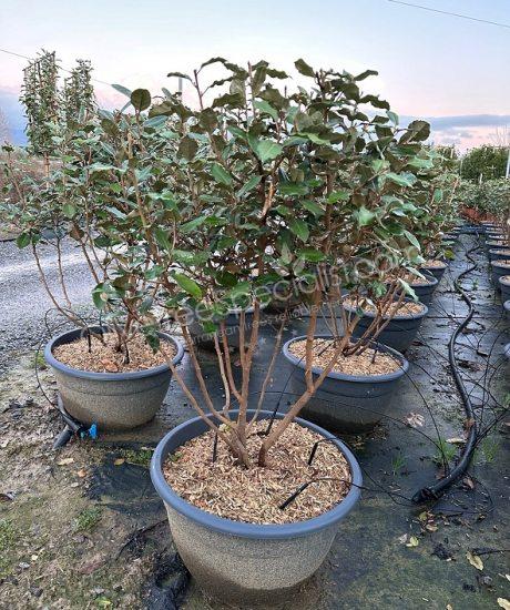 Multi-stemmed Elaeagnus ebbingei - Silverberry