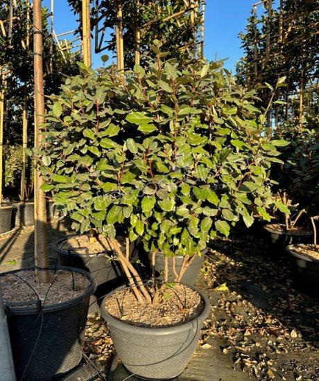 Multi-stemmed Elaeagnus ebbingei - Silverberry