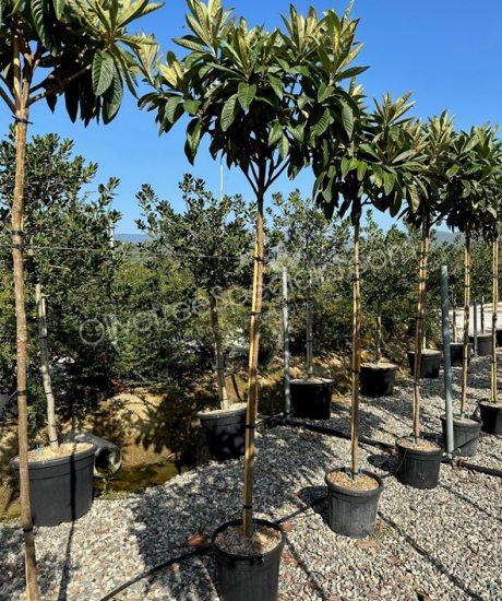 Eriobotrya japonica - Loquat high stem