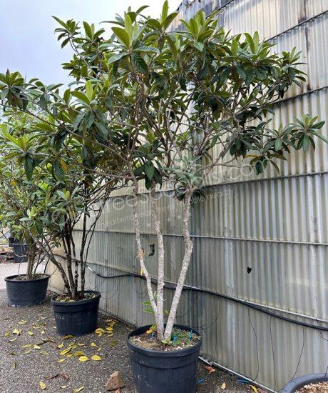 Buy an Eriobotrya japonica - Loquat
