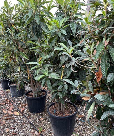 Bush shape Eriobotrya japonica Loquat
